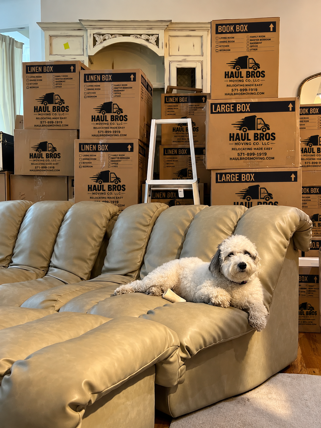 Dog resting on a sofa in front of stacked Haul Bros boxes