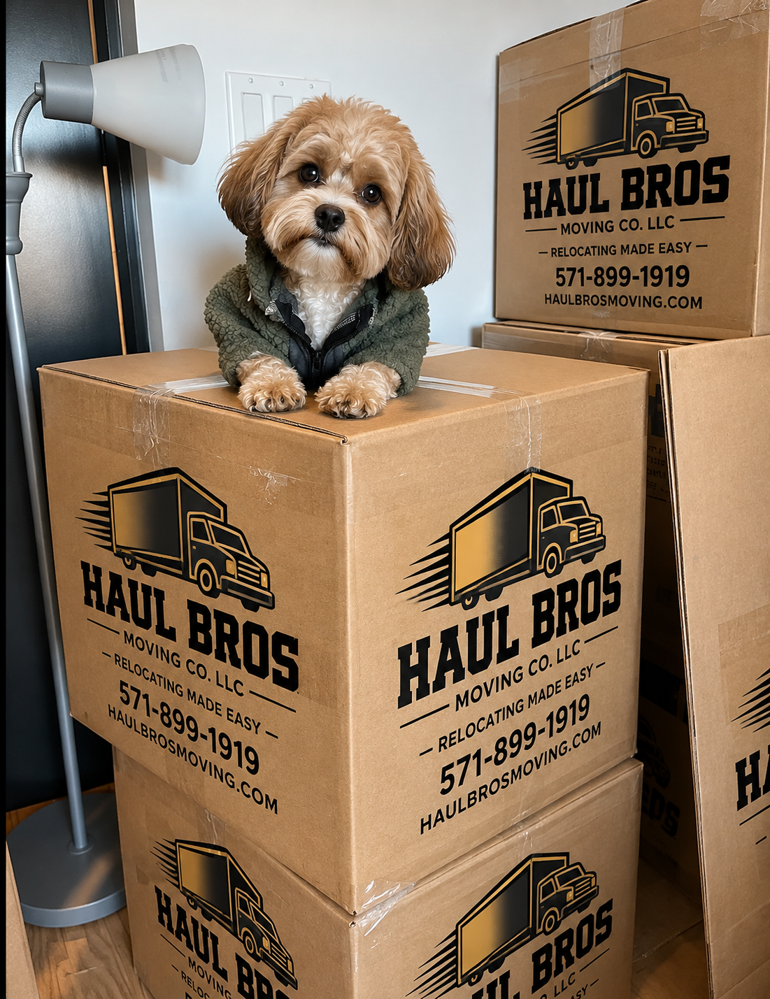 Small dog resting on Haul Bros branded moving boxes